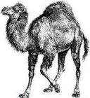 Perl